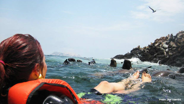Daily excursions by boat to the Palomino Islands to swim with sea lions - Callao, Peru.